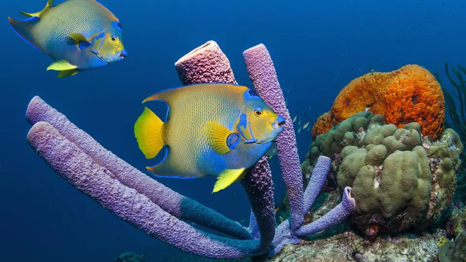 Bonaire