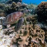 abacos island