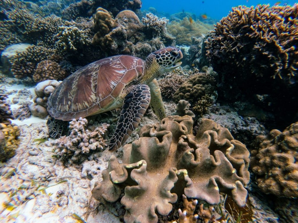 abacos island