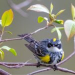 Best Locations for the Caribbean Bird Watching