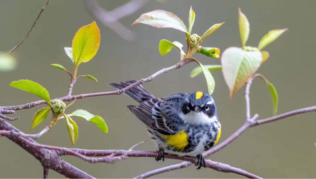 Best Locations for the Caribbean Bird Watching