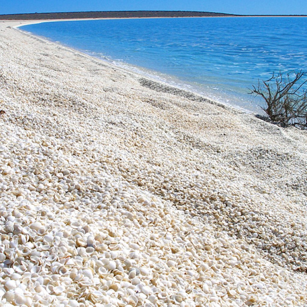 A226_Shark_Bay_Marine_Park_Western_Australia_Shell_Beach_2007.jpg