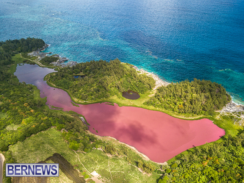 Algae-Blooming-Bermuda-June-2019-3.jpg