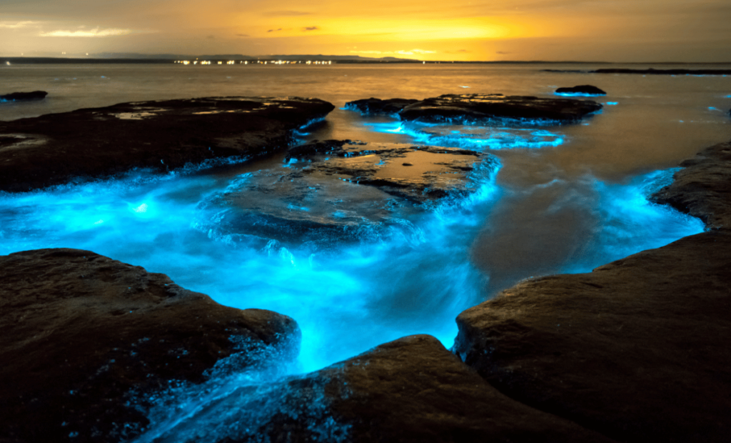 Bioluminescent Bay_ An Enchanted Night Kayak