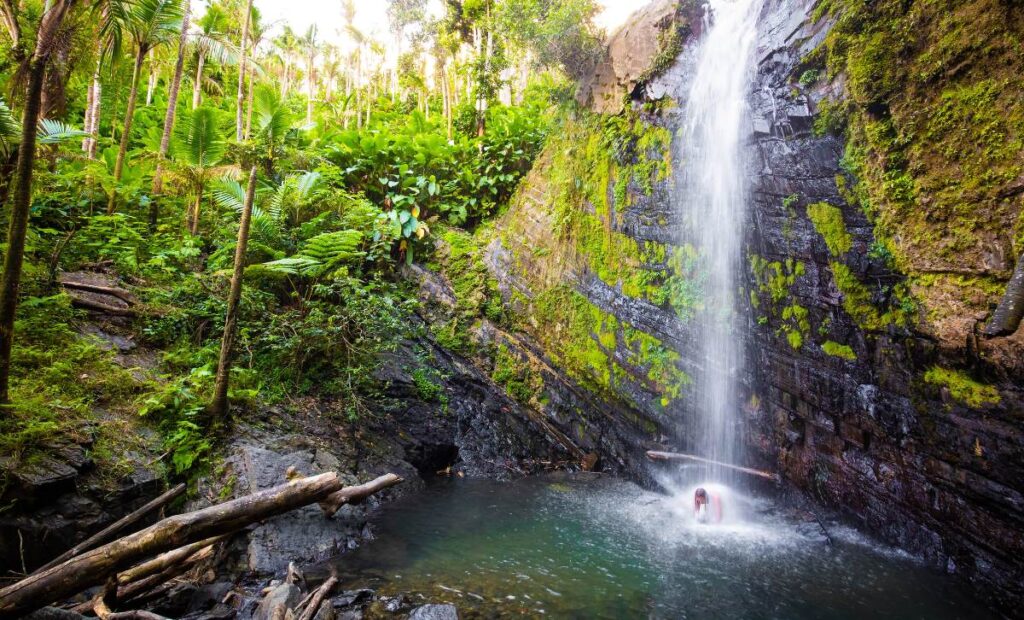 El Yunque National Forest_ Rainforest Adventure