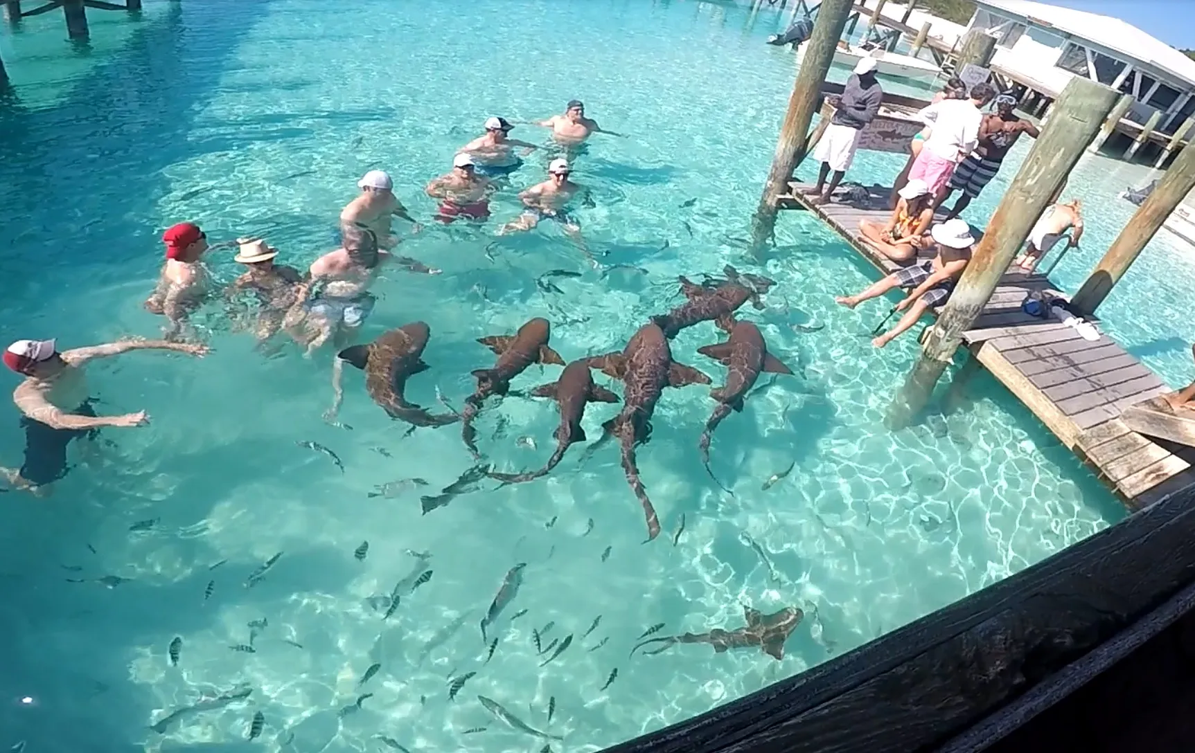 Exuma-Nurse-Sharks.webp