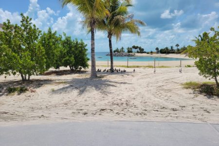 IC Caribbean and the Captain Behind It | Caribbean Crew and the Caribbean Pirates