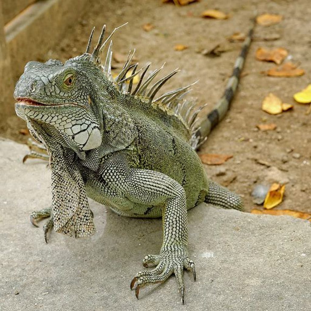 Iguana-at-St.-Maarten-Zoo.jpg