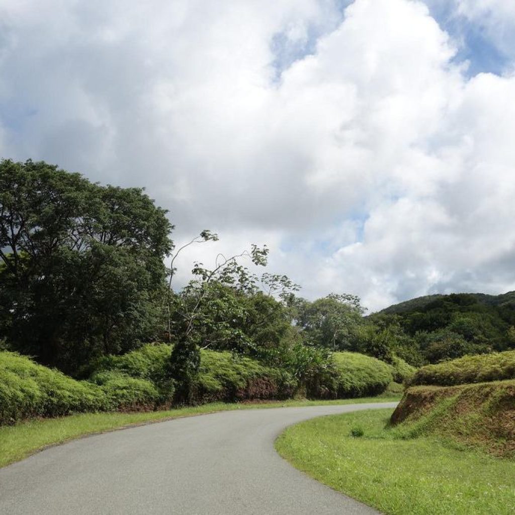 Main-Ridge-Forest-Reserve.jpg