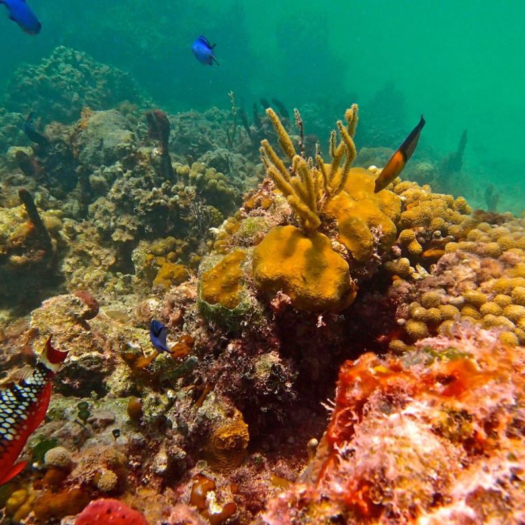 Smiths-Reef-Snorkeling.jpg