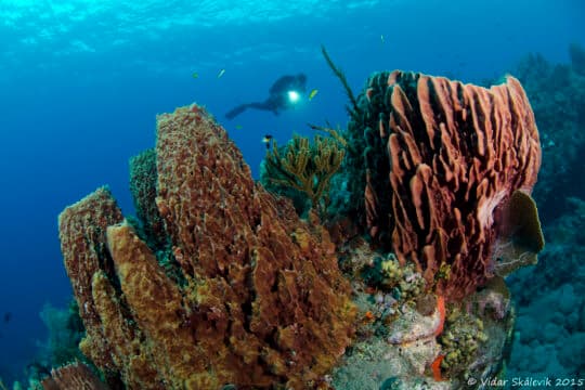 Tent-reef-wall-in-saba.jpg