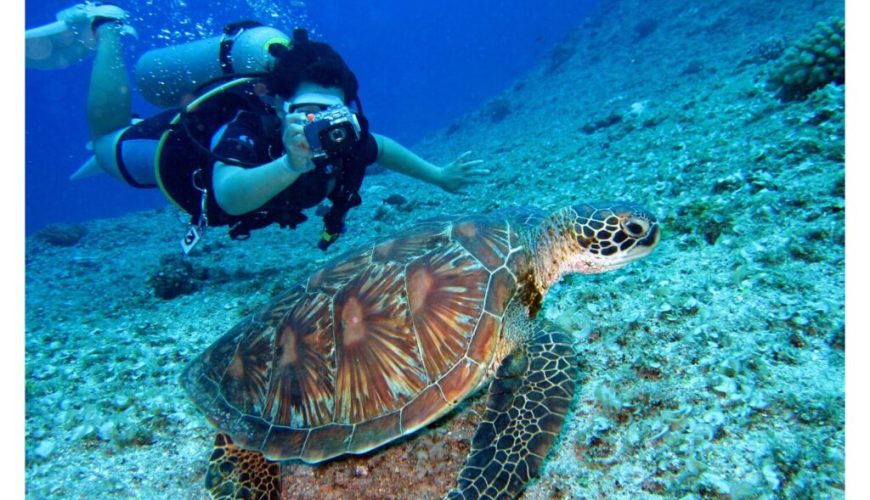 The Ultimate Guide To Caribbean Diving and Snorkeling