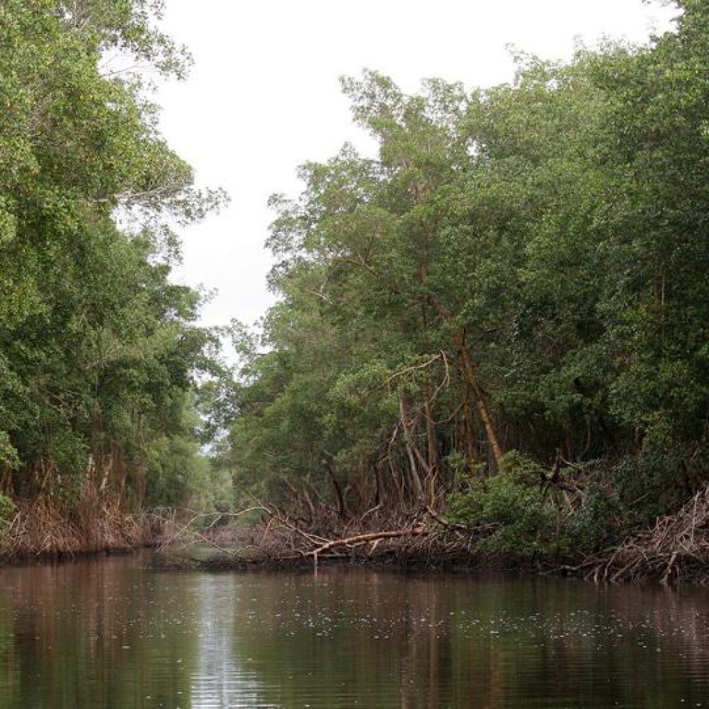 Touring-the-Caroni-Bird-Sanctuary.jpg