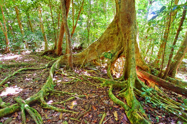 british-virgin-islands-tortola-sage-mountain-national-park.jpg