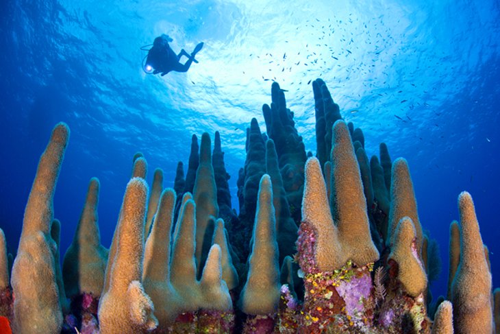 cayman-islands-diving-1.jpg