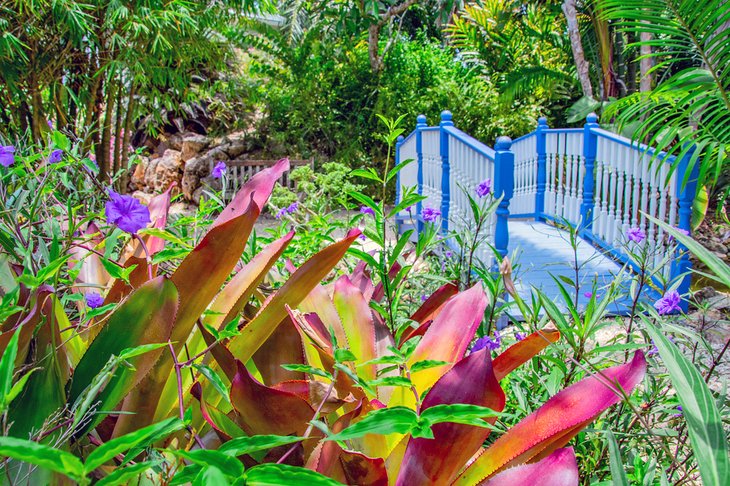 cayman-islands-top-attractions-queen-elizabeth-botanic-park.jpg