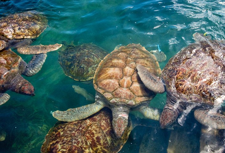 cayman-islands-turtle-farm.jpg