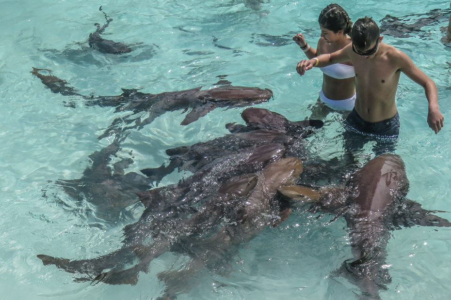 compass-cay-swim-with-sharks-exuma.jpg