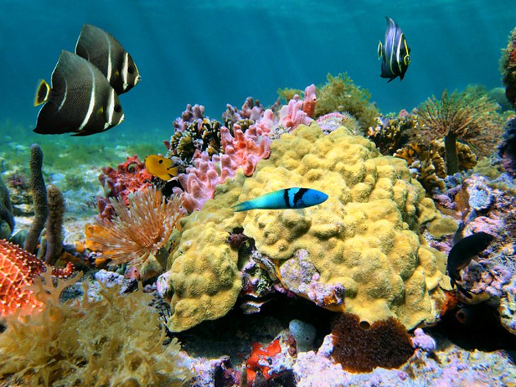 coral-and-fish-dominica.jpg