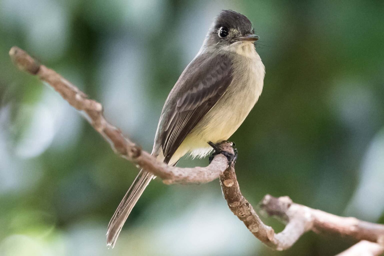 Amazing Caribbean Ecotourism Sites for Birdwatching