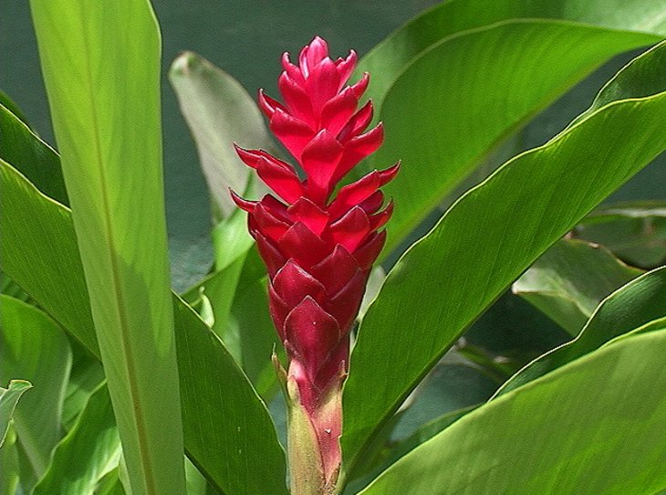 ginger-lily-dominica.jpg