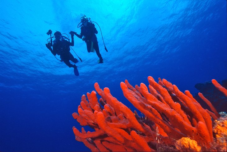 mexico-top-things-to-do-explore-cozumels-teeming-waters.jpg