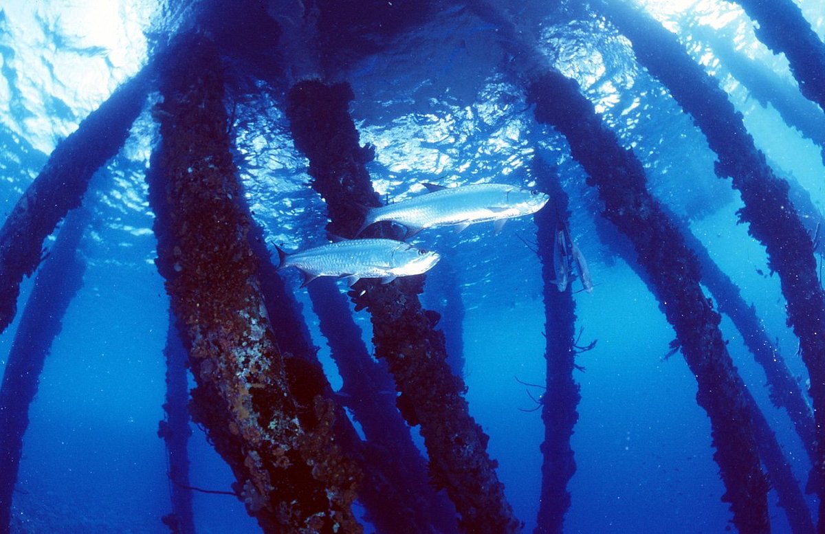 salt-pier-bonaire.jpg