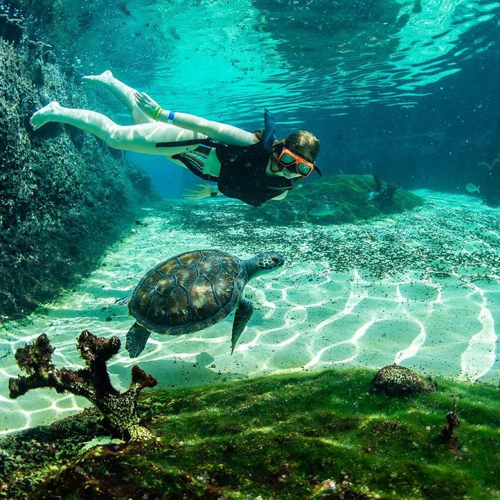 snorkelling-in-turtle-1.jpg