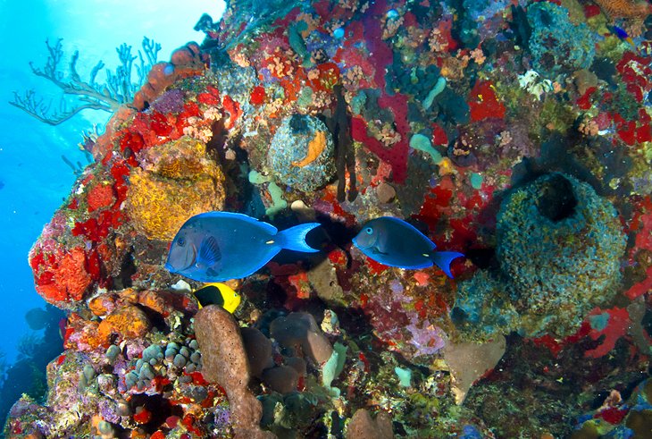 st-barts-nature-reserve-of-saint-barthelemy.jpg