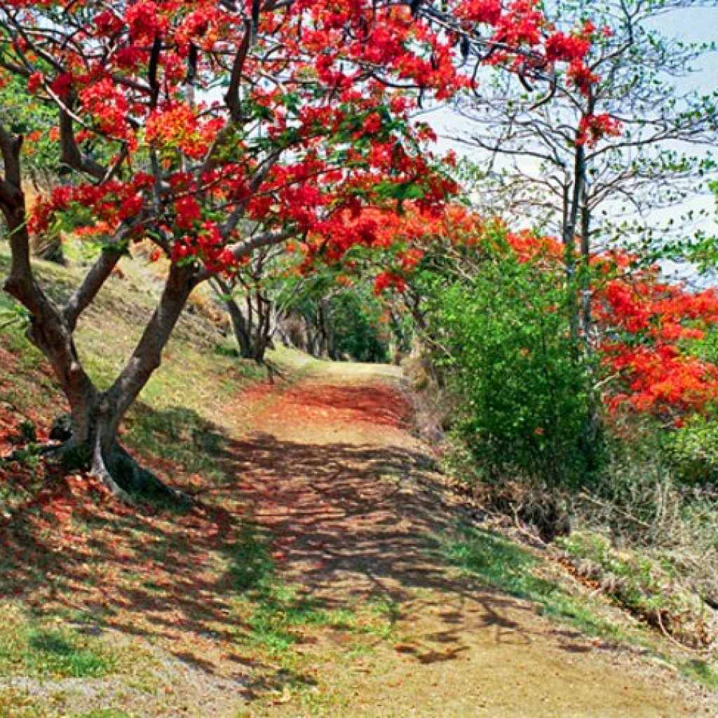 st-lucia-tet-paul-nature-trail.jpg