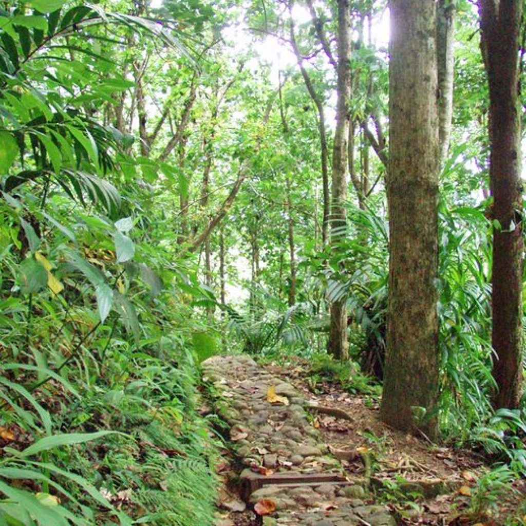 st-lucia-top-attractions-hiking-enbas-saut-waterfall-trail-edmund-rain-forest-reserve.jpg