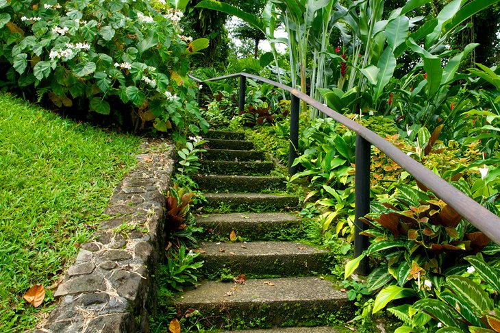 st-vincent-and-the-grenadines-botanical-gardens.jpg