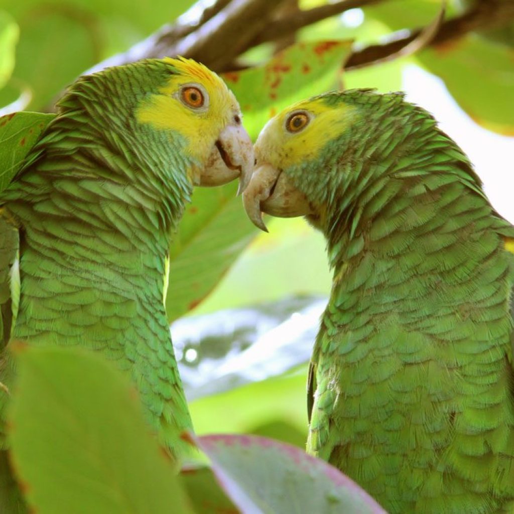 things-to-do-in-bonaire-echos-conservation-centre.jpg