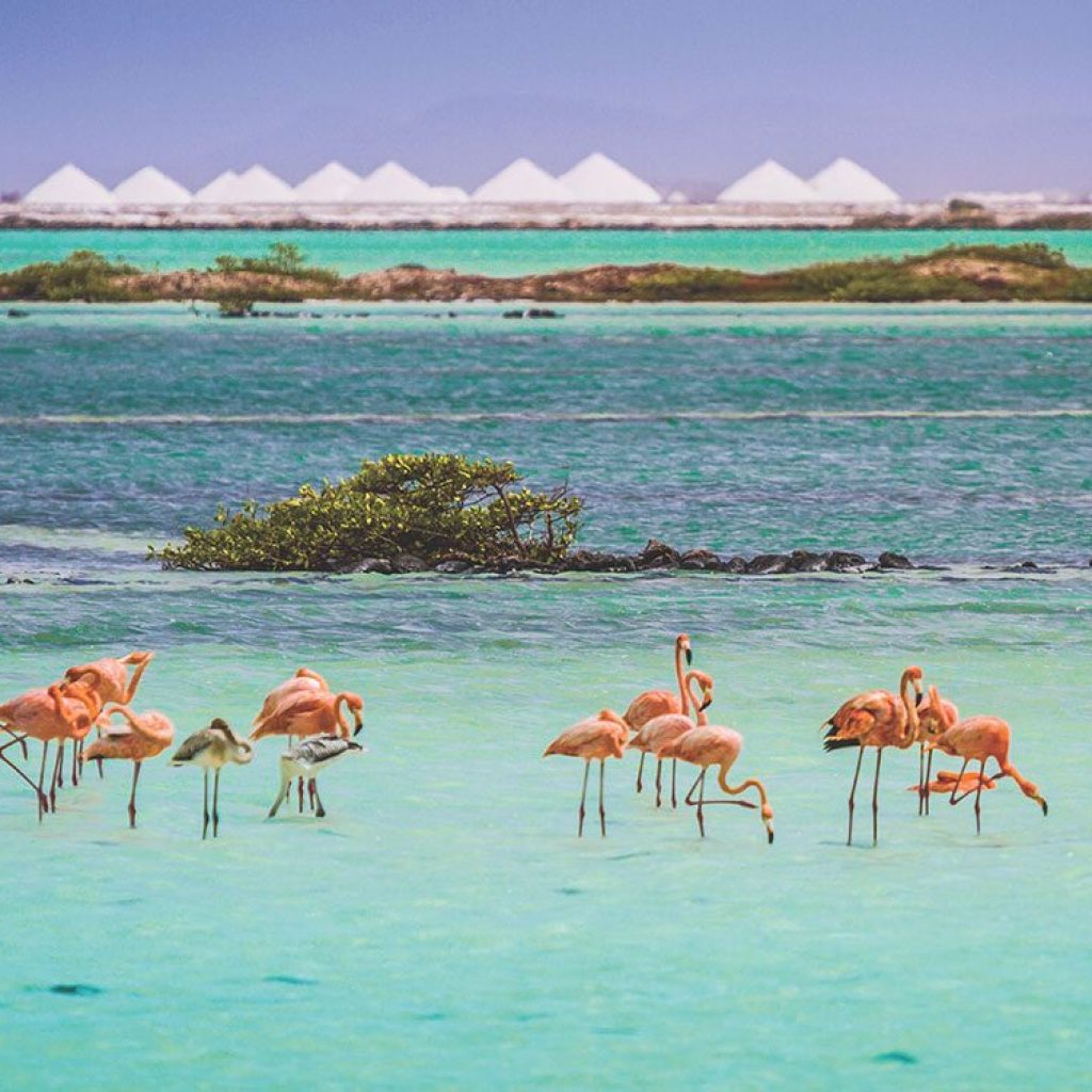 things-to-do-in-bonaire-pink-flamingos.jpg