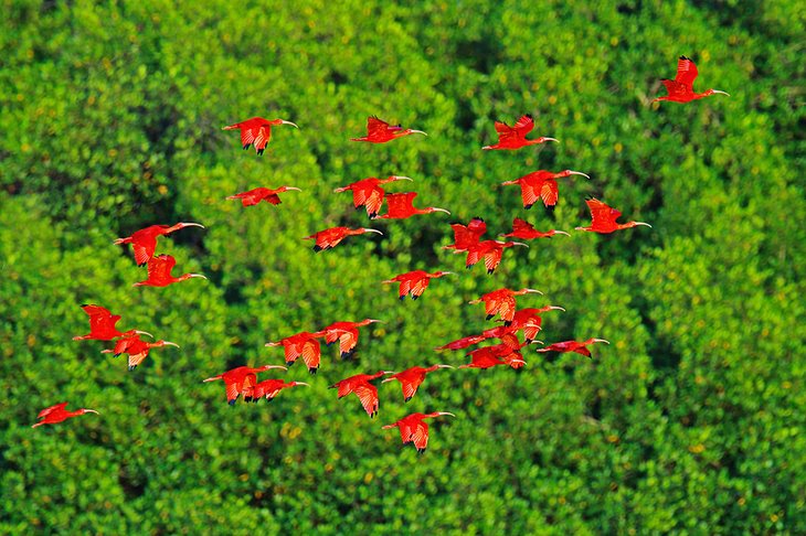 trinidad-tobago-top-attractions-caroni-bird-sanctuary-trinidad.jpg