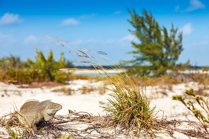 turks-and-caicos-little-water-cay.jpg