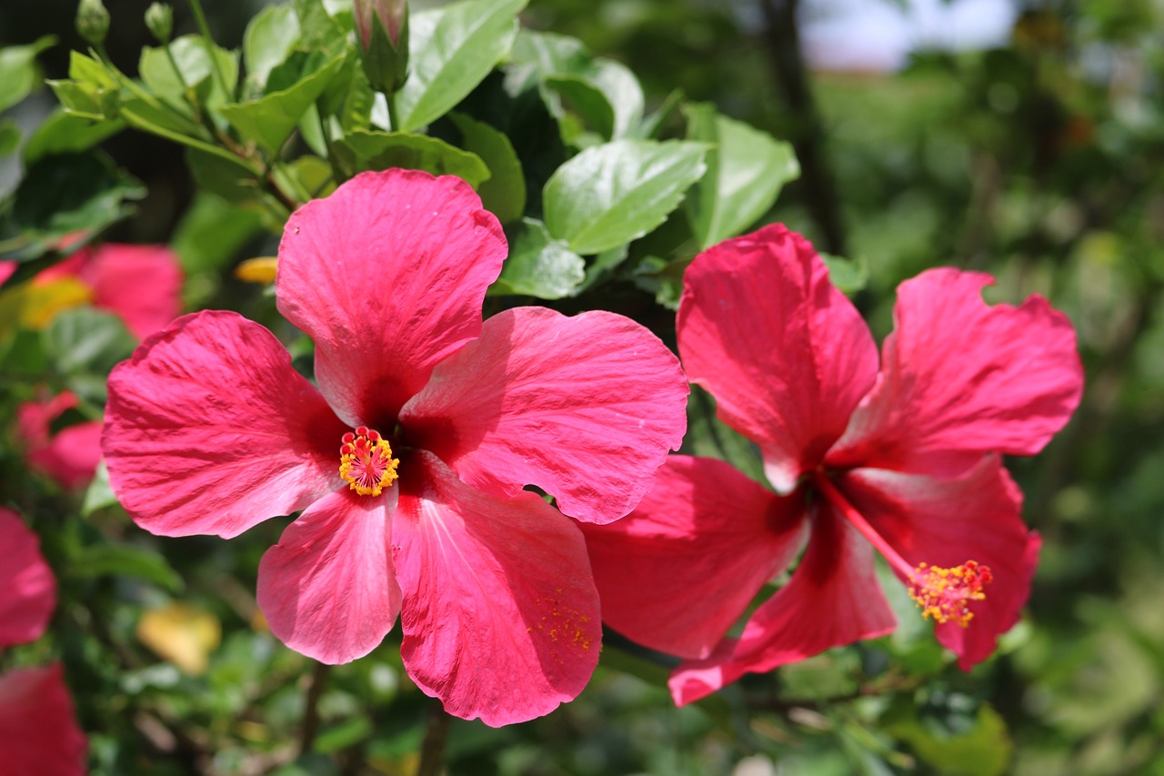 Caribbean defetive Large Hibiscus