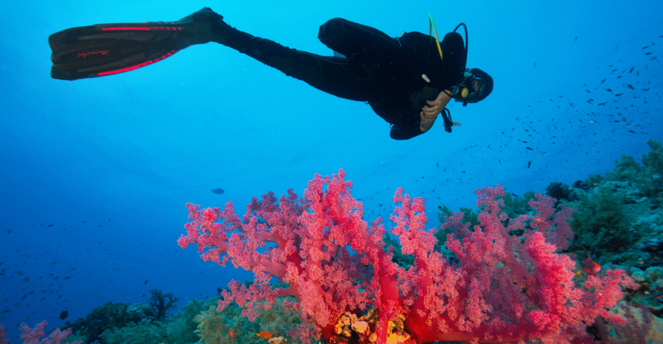 Marine Conservation and Ethical Wildlife Experiences in the Caribbean (2025 )