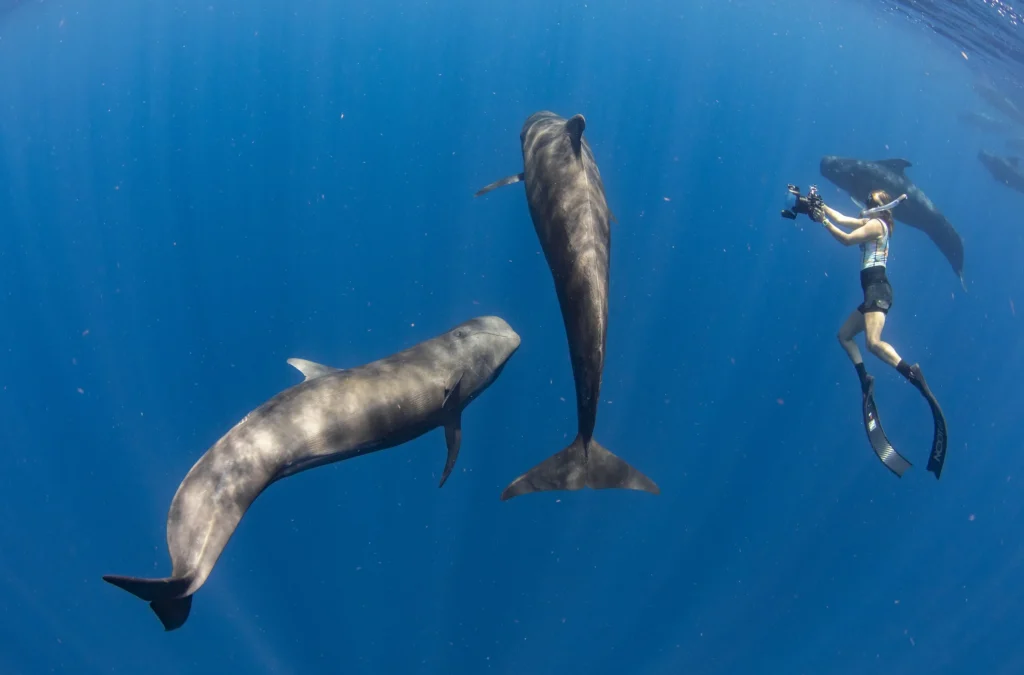 Unmissable Caribbean Adventures This Week: Whale Watching, Volcano Hiking & Island Tours 2 Caribbean Adventures 2025