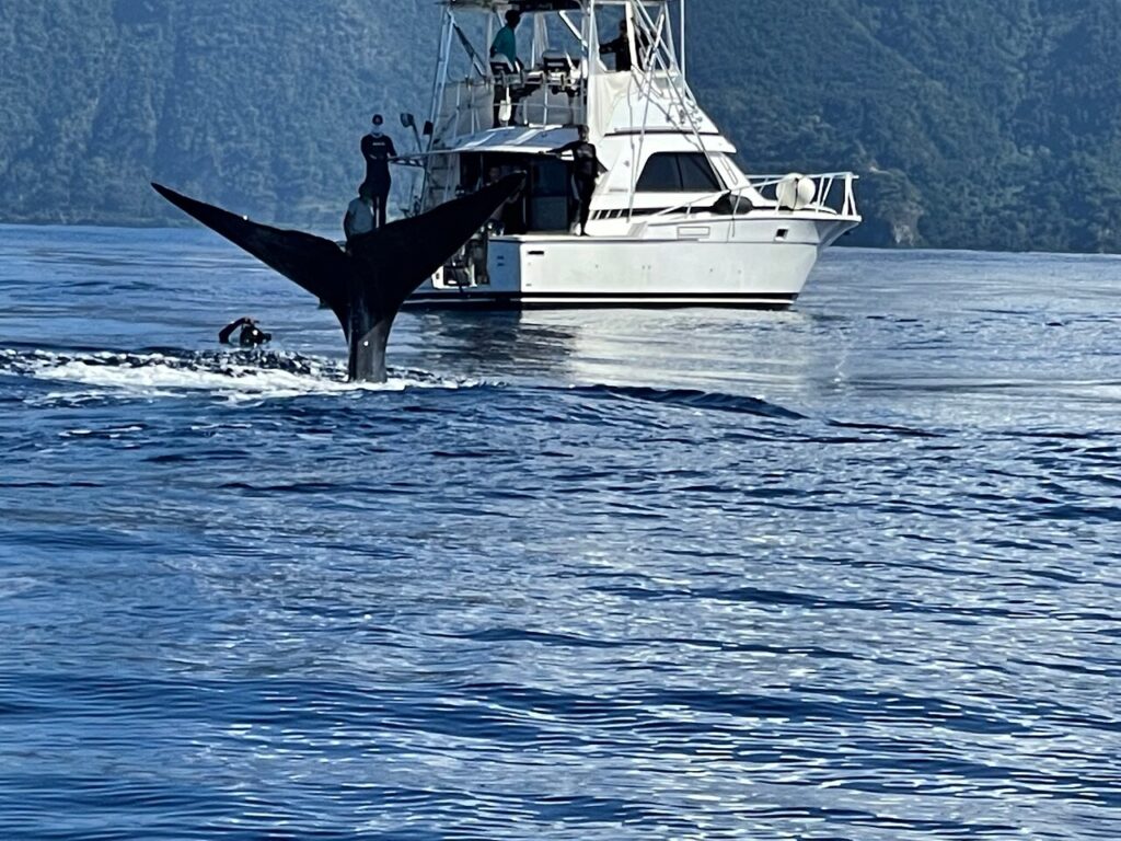 PH Whale Watch & Dolphin Cruise in Dominica