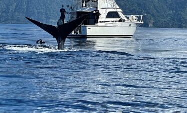 PH Whale Watch & Dolphin Cruise in Dominica
