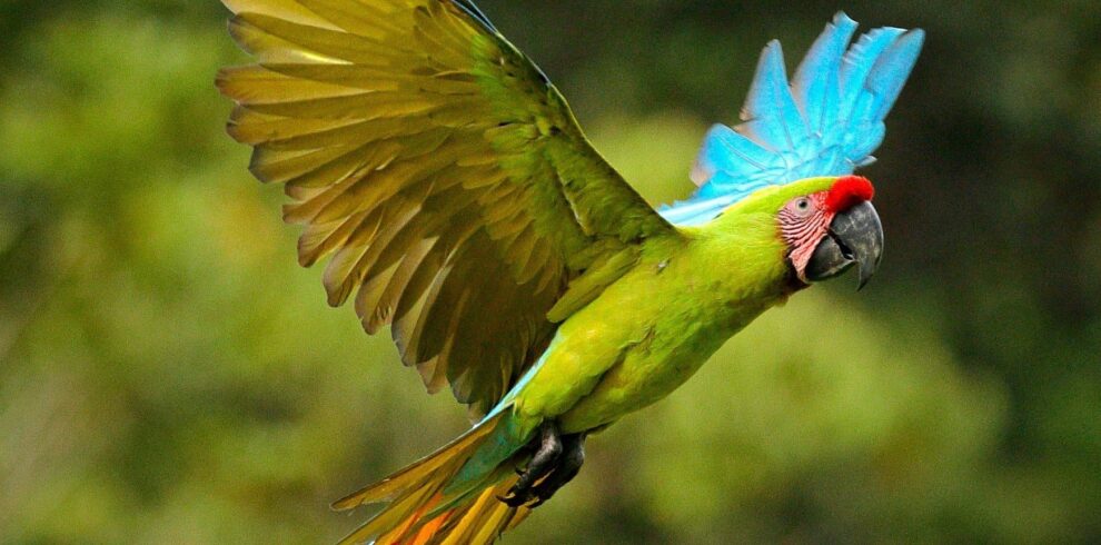 Home 29 caribbean-birding-featured.jpg