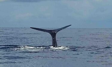 Dominica Sperm Whales Tours