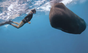 Dominica Sperm Whales Tours