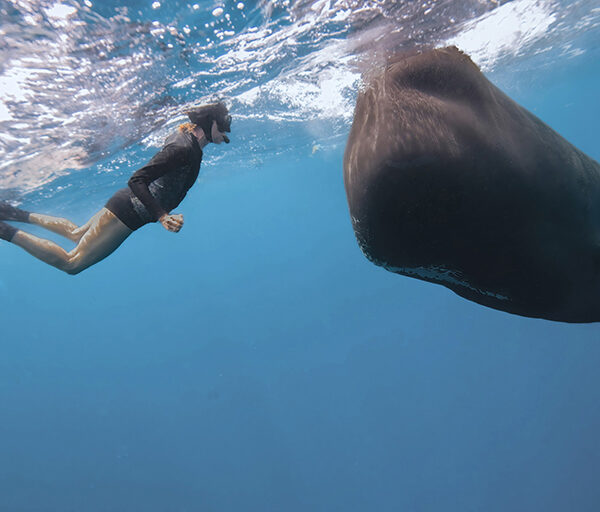 Dominica Sperm Whales Tours