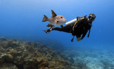 Stingray City Sandbar, Coral Gardens Snorkeling & Star Fish Point