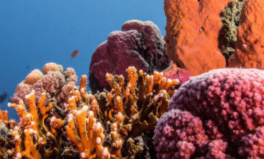 Stingray City Sandbar, Coral Gardens Snorkeling & Star Fish Point