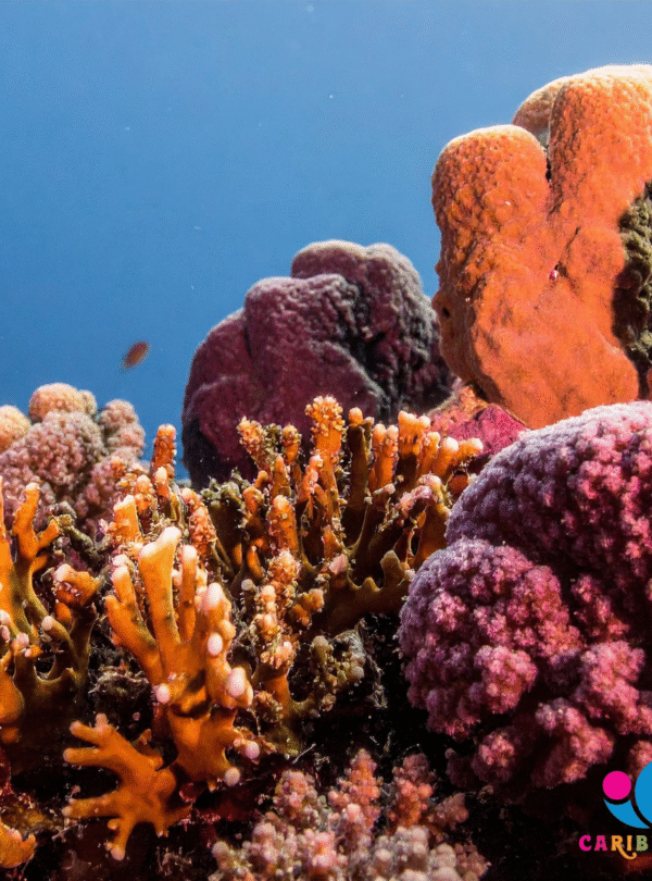 Stingray City Sandbar, Coral Gardens Snorkeling & Star Fish Point
