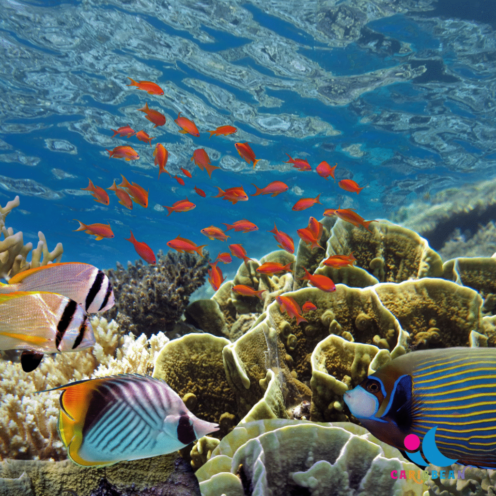 Stingray City Sandbar, Coral Gardens Snorkeling & Star Fish Point