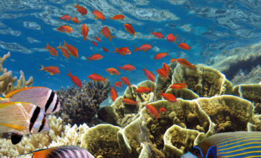 Stingray City Sandbar, Coral Gardens Snorkeling & Star Fish Point